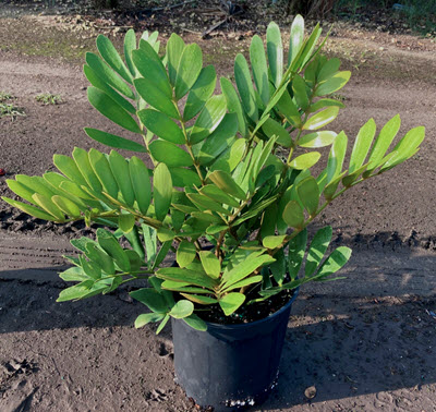 10" Zamia Furfuracea Cardboard Palm